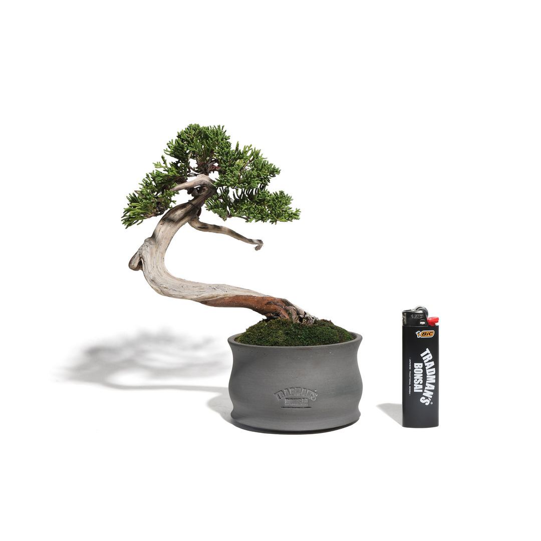 真柏 -Japanese Juniper- （推定樹齢35年）-M0004-｜TRADMAN'S BONSAI